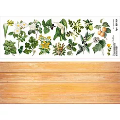 Лист с картинками 10х30 см "Заповедник. Ботаника" (ScrapMania) Лист с картинками 10х30 см "Заповедник. Ботаника" (ScrapMania)