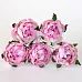 Букет ранункулюсов "Розовый с белым", 5 шт (Craft)