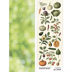 Лист с картинками 10х30 см "Ботаника. Овощи" (ScrapMania)