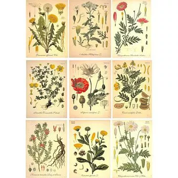 Скрап-карта А4 "Ботаника 8" (SV)