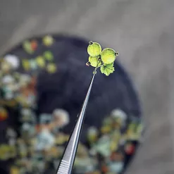 Набор тканевых высечек "СуперБабушка", 42 шт (ScrapMania) Набор тканевых высечек "СуперБабушка", 42 шт (ScrapMania)