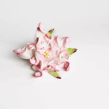 Гардения большая "Розовая с белым", 7 см, 1 шт (Craft)