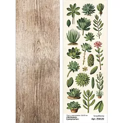 Лист с картинками 10х30 см "Ботаника. Суккуленты" (ScrapMania)