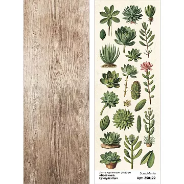 Лист с картинками 10х30 см "Ботаника. Суккуленты" (ScrapMania)