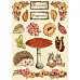Набор деревянных украшений "Woodland", 16 шт (Stamperia) Набор деревянных украшений "Woodland", 16 шт (Stamperia)